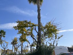 081-15-12-2025 IMG_6439